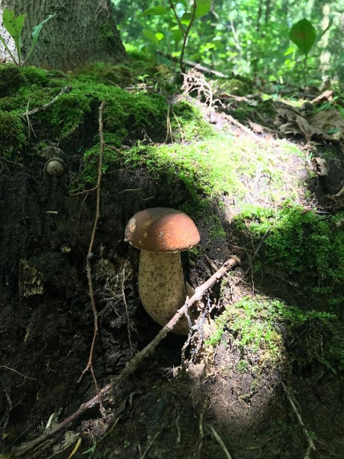 Święty Spokój Łąka i Woda Pozezdrze Exterior foto